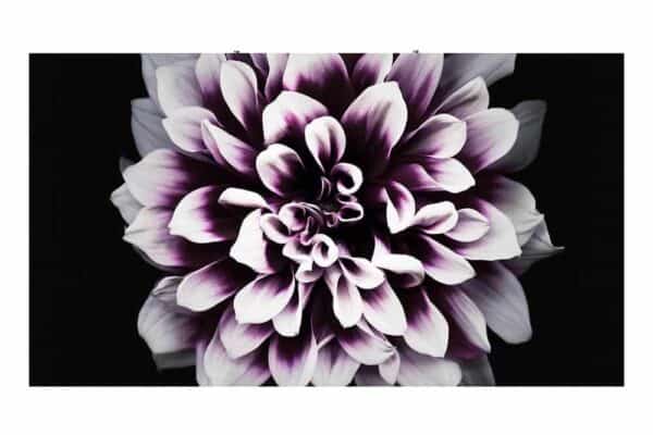 Dynamo led displays